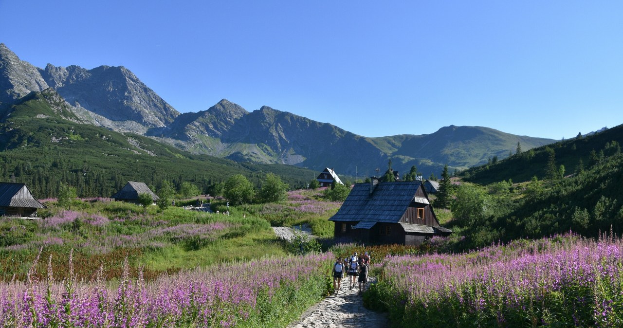 Morze kwiatów, jeziora i schronisko. Ta dolina to najpiękniejsze miejsce w Tatrach