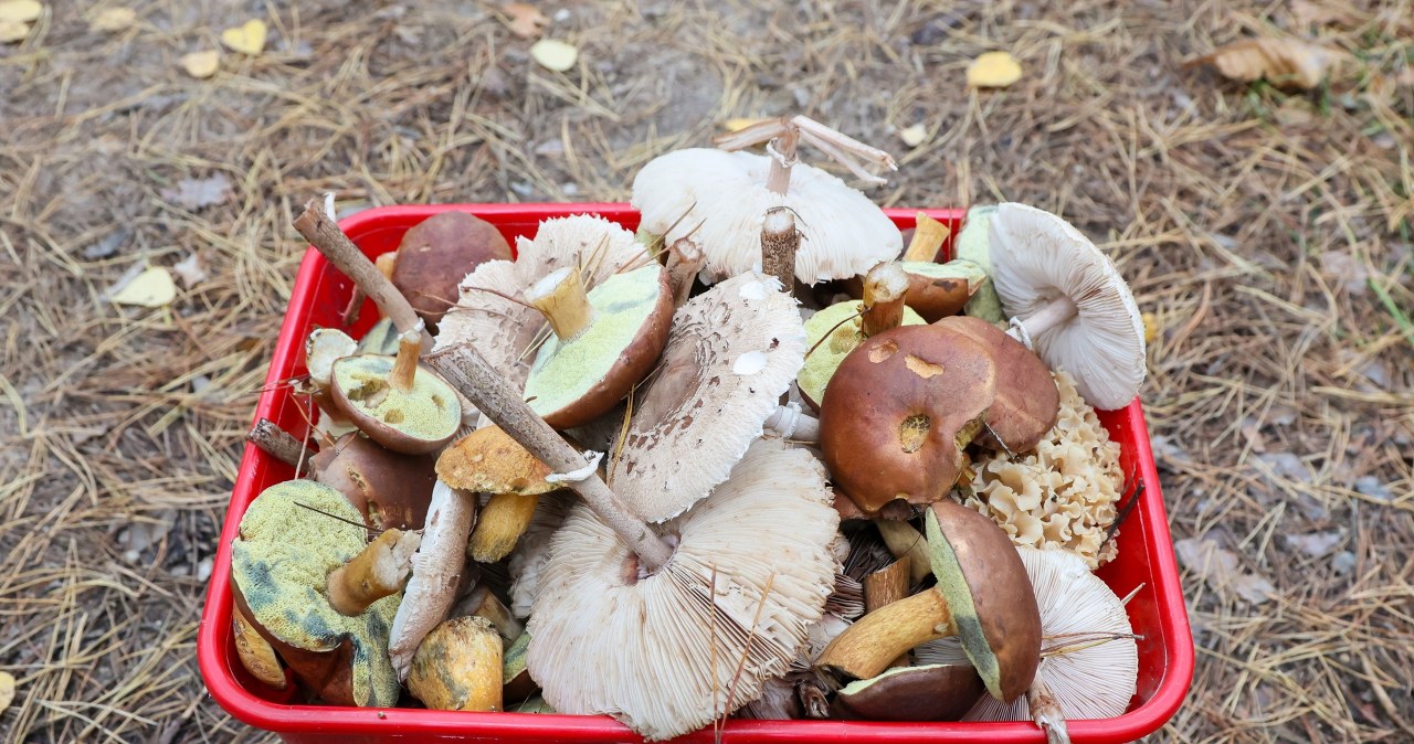 Te grzyby są już w lasach w całej Polsce. Tu znajdziesz ich najwięcej