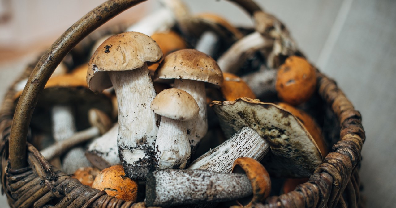 Jak oczyścić grzyby przyniesione z lasu? Nie wszystkie można myć