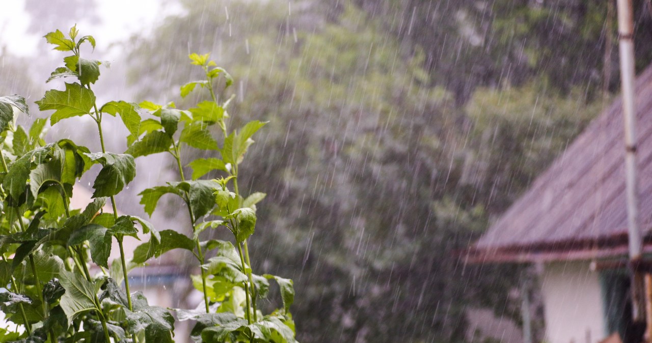 Deszcz może wywołać choroby roślin. Lepiej gwałtownie sprawdź ich liście
