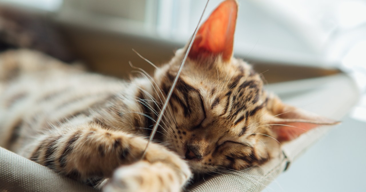 Koty chętniej śpią na lewym boku? Badacze nie mają wątpliwości