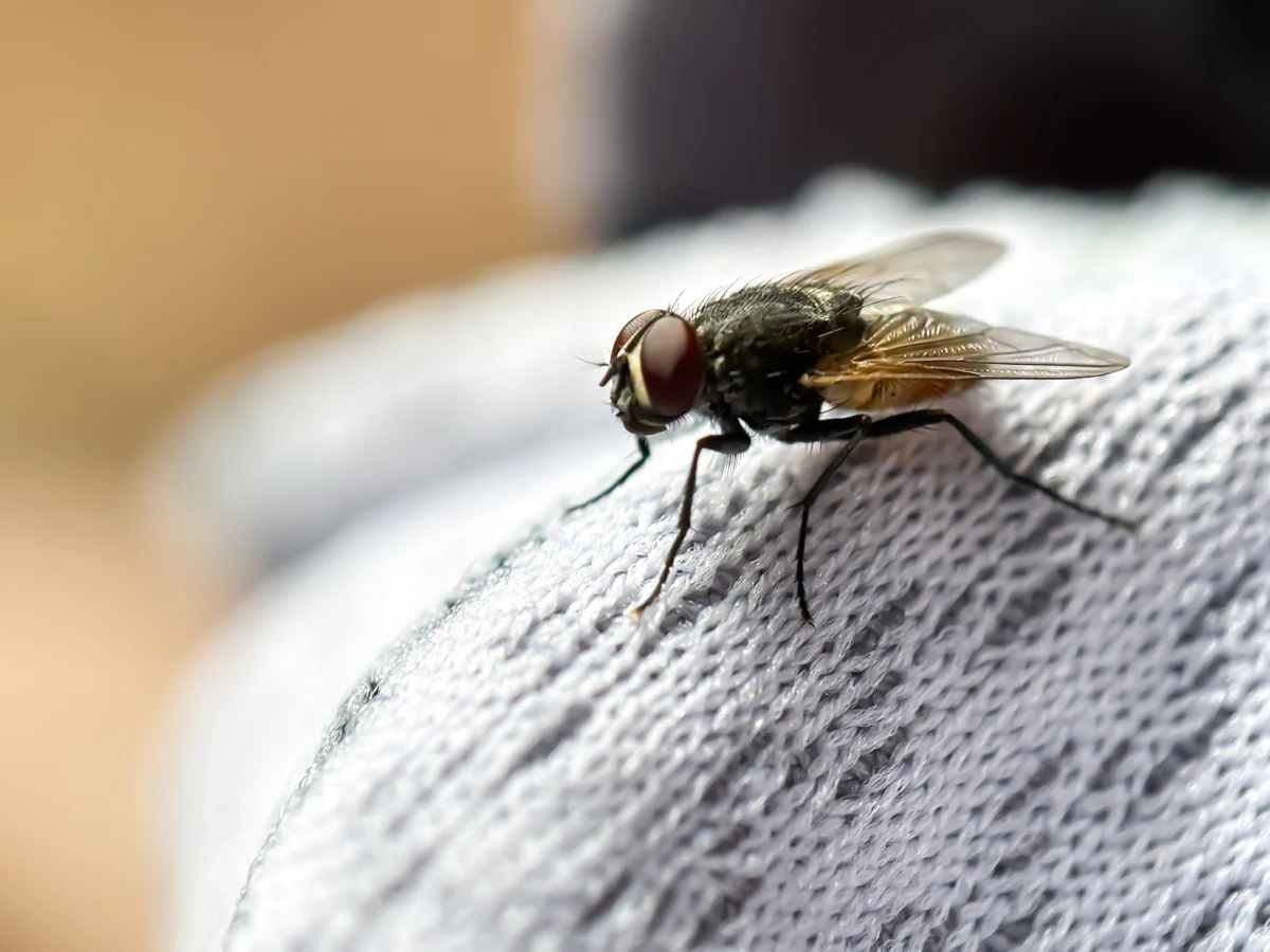 Lato to czas, kiedy muchy stają się prawdziwą zmorą w wielu domach. Zamiast sięgać po chemiczne środki, warto wypróbować prostą i naturalną metodę, która skutecznie odstraszy niechciane owady. Wystarczą dwie przyprawy z kuchennej szafki, by cieszyć się spokojem nawet podczas największych upałów.