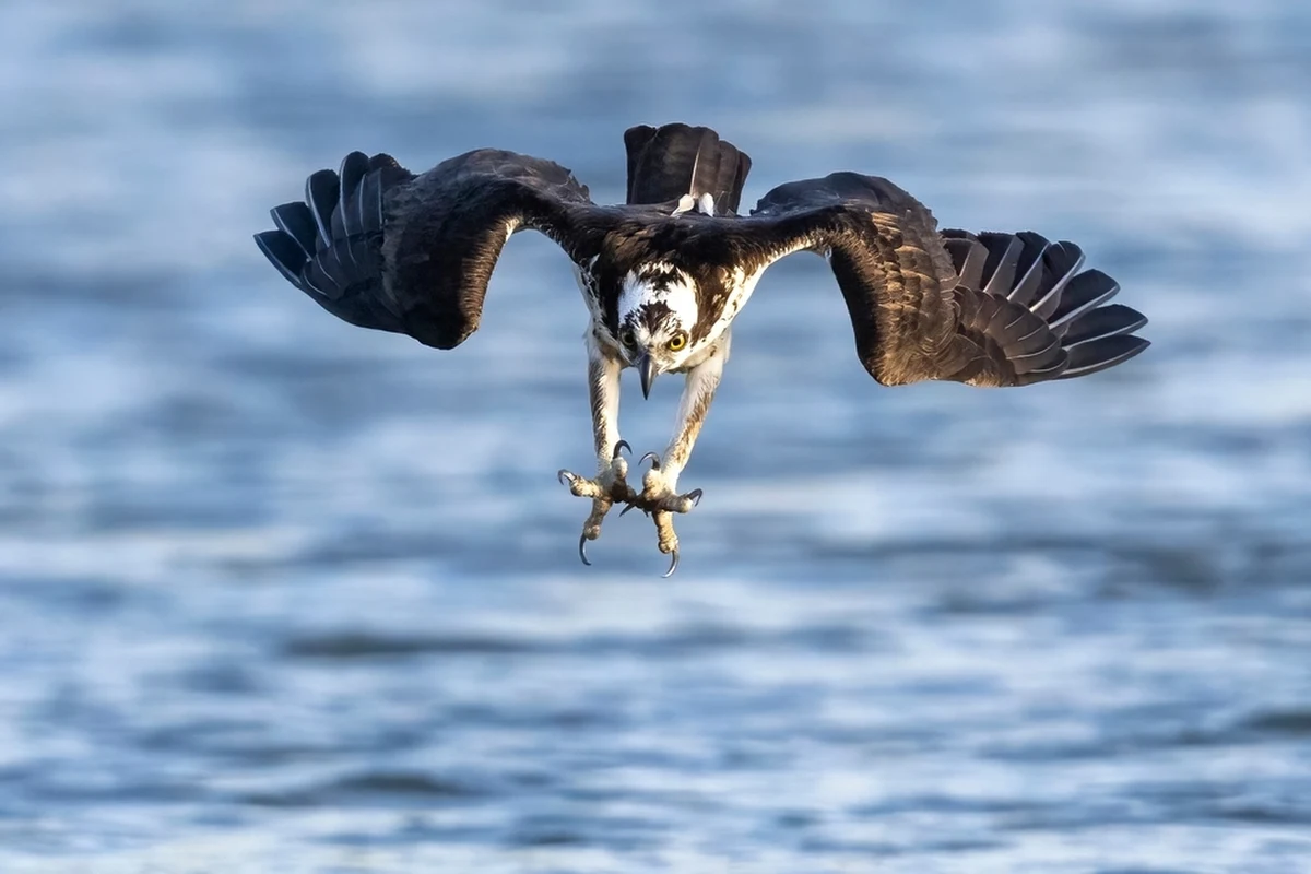 W nadleśnictwie Kościan (woj. wielkopolskie) na świat przyszły trzy młode rybołowy. To wyjątkowe wydarzenie, ponieważ w Polsce żyje zaledwie 30-35 par lęgowych tego gatunku. Leśnicy i ornitolodzy podkreślają, że każdy udany lęg to ogromny krok w kierunku ochrony tych rzadkich ptaków.
