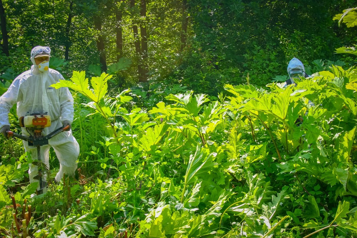 "Zemsta Stalina" atakuje polskie lasy. Leśnicy w walce z groźną rośliną