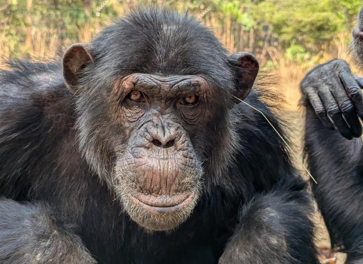 Po co szympansy wtykają sobie trawę... do uszu. I nie tylko
