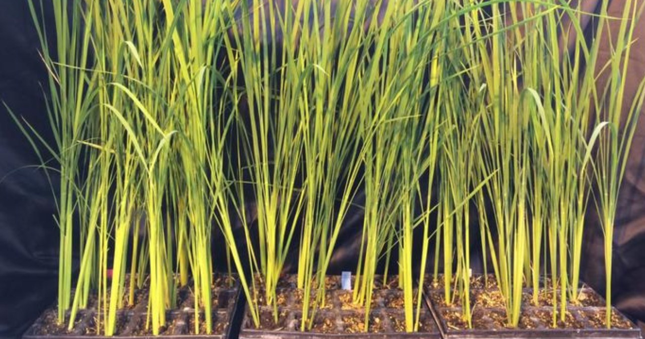 Księżycowy Ryż, czyli roślina idealna do uprawy w kosmosie