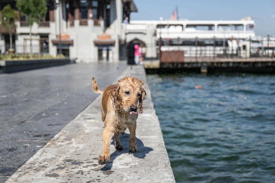 /AA/ABACA/Abaca /East News