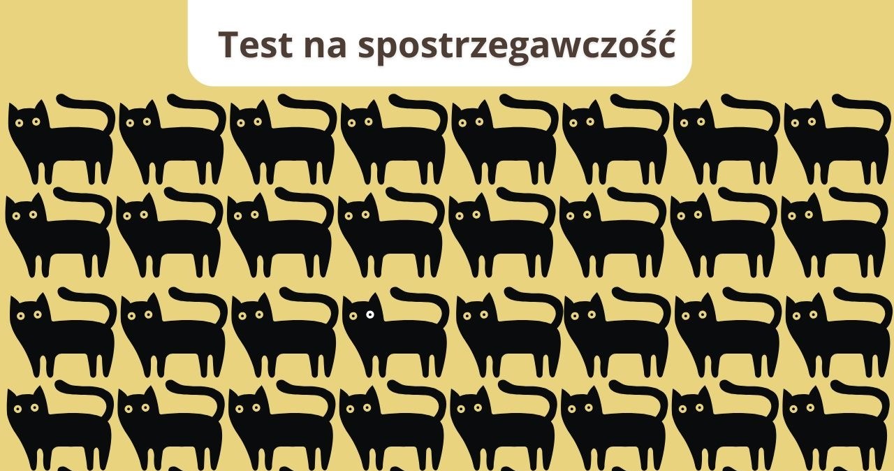 Test na sokoli wzrok: Który kot jest inny? Tylko 2% osób rozwiązało w 5 sekund
