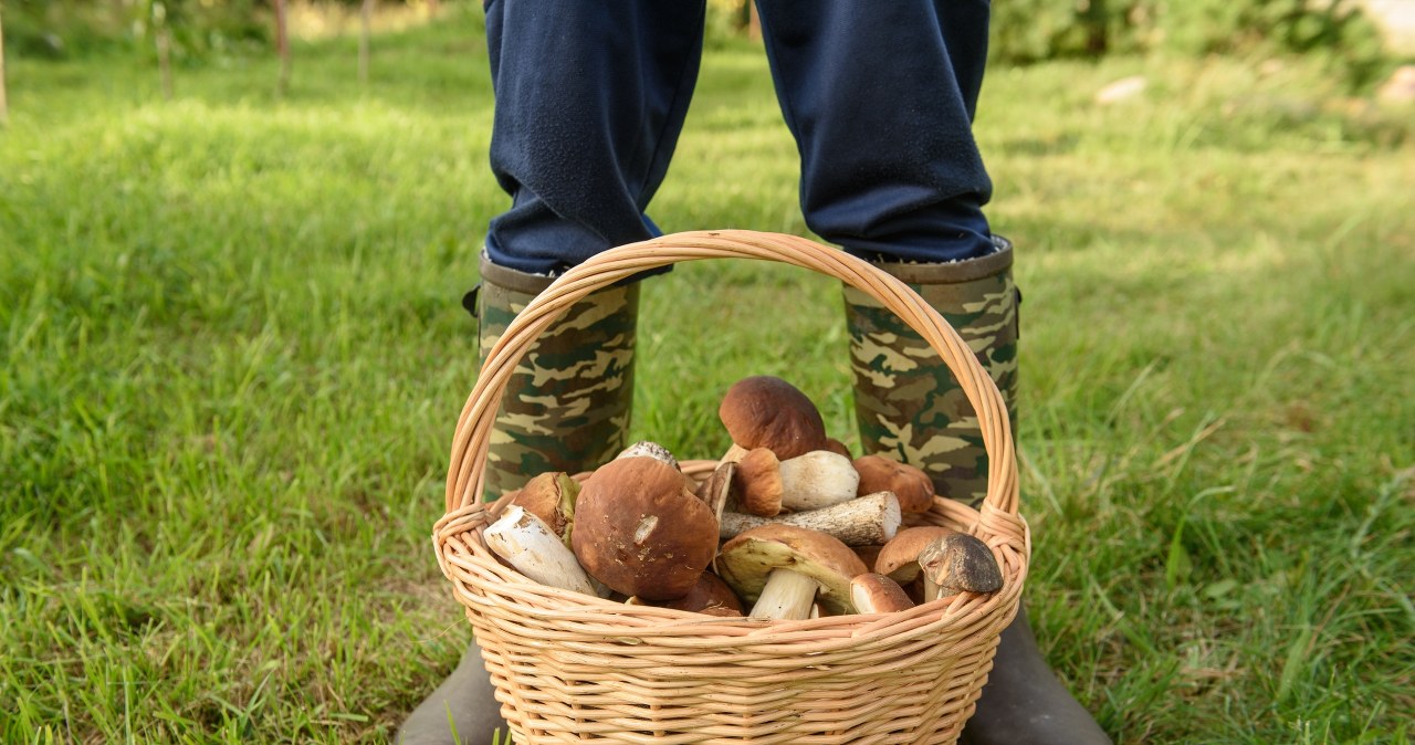Tu są grzyby na Mazurach. Po deszczu króluje jeden gatunek