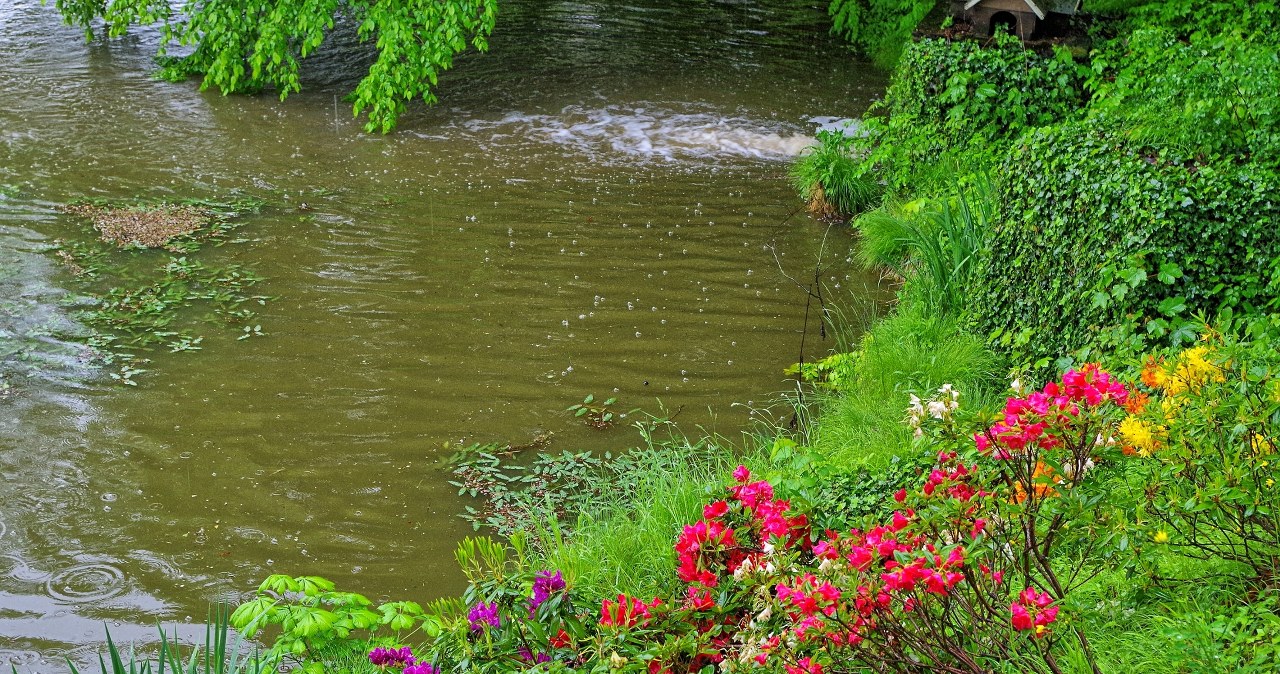 Ulewa zniszczyła ogród? Tak pozbędziesz się nadmiaru wody i uratujesz rośliny