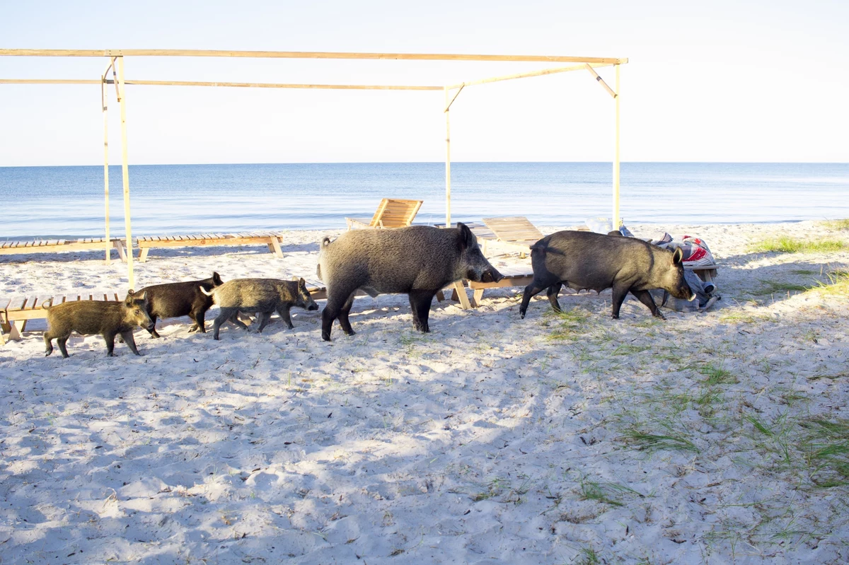 Jak co sezon, duże emocje wśród turystów budzą dziki spacerujące pomiędzy ludźmi wypoczywającymi na plaży w Międzyzdrojach. Nagrania zwierząt pojawiły się na TikToku.