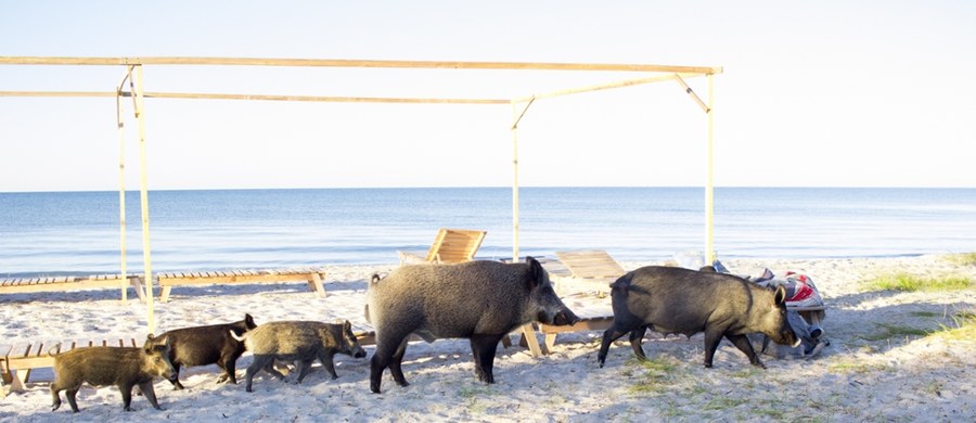 Jak co sezon, duże emocje wśród turystów budzą dziki spacerujące pomiędzy ludźmi wypoczywającymi na plaży w Międzyzdrojach. Nagrania zwierząt pojawiły się na TikToku.