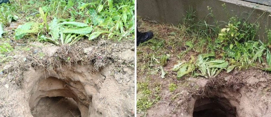 Grupa migrantów wykonała podkop pod zaporą techniczną na granicy polsko-białoruskiej. 18 osób zostało zatrzymanych. Trwają poszukiwania dwóch uciekinierów.