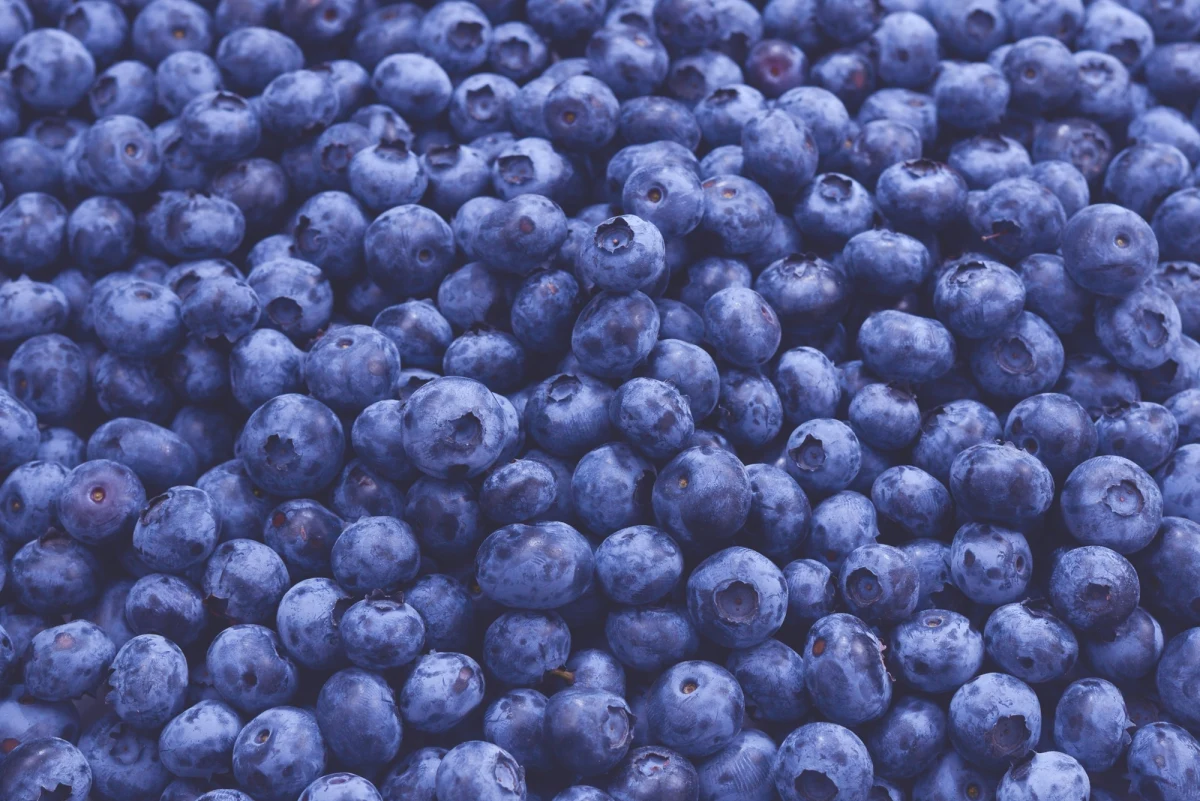 ​Sezon na jagody niedawno się rozpoczął, ale zamiast radości ze zbiorów i smacznych wypieków przynosi przede wszystkim frustrację - zarówno zbieraczom, jak i konsumentom. Tegoroczne jagody są nie tylko bardzo drogie, ale też wyjątkowo rzadkie i drobne. Pani Emilia, która w Olsztynku (woj. warmińsko-mazurskie) prowadzi popularną "Jagodziankę", stoi przed widmem zamknięcia. "Bez jagód z końcem lipca będę musiała zamknąć cukiernię" - mówi reporterowi RMF FM Piotrowi Bułakowskiemu.