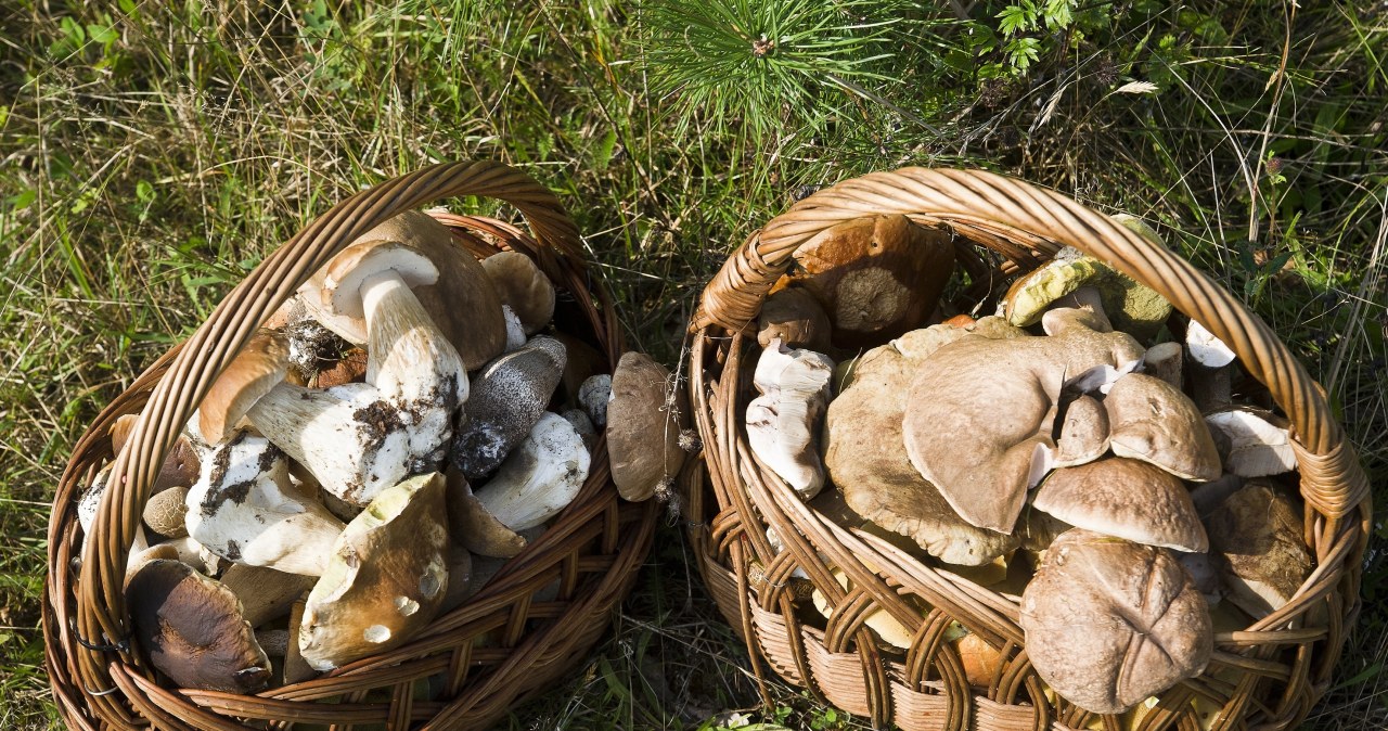Po deszczu obrodziło w grzyby. W tym regionie jest ich najwięcej