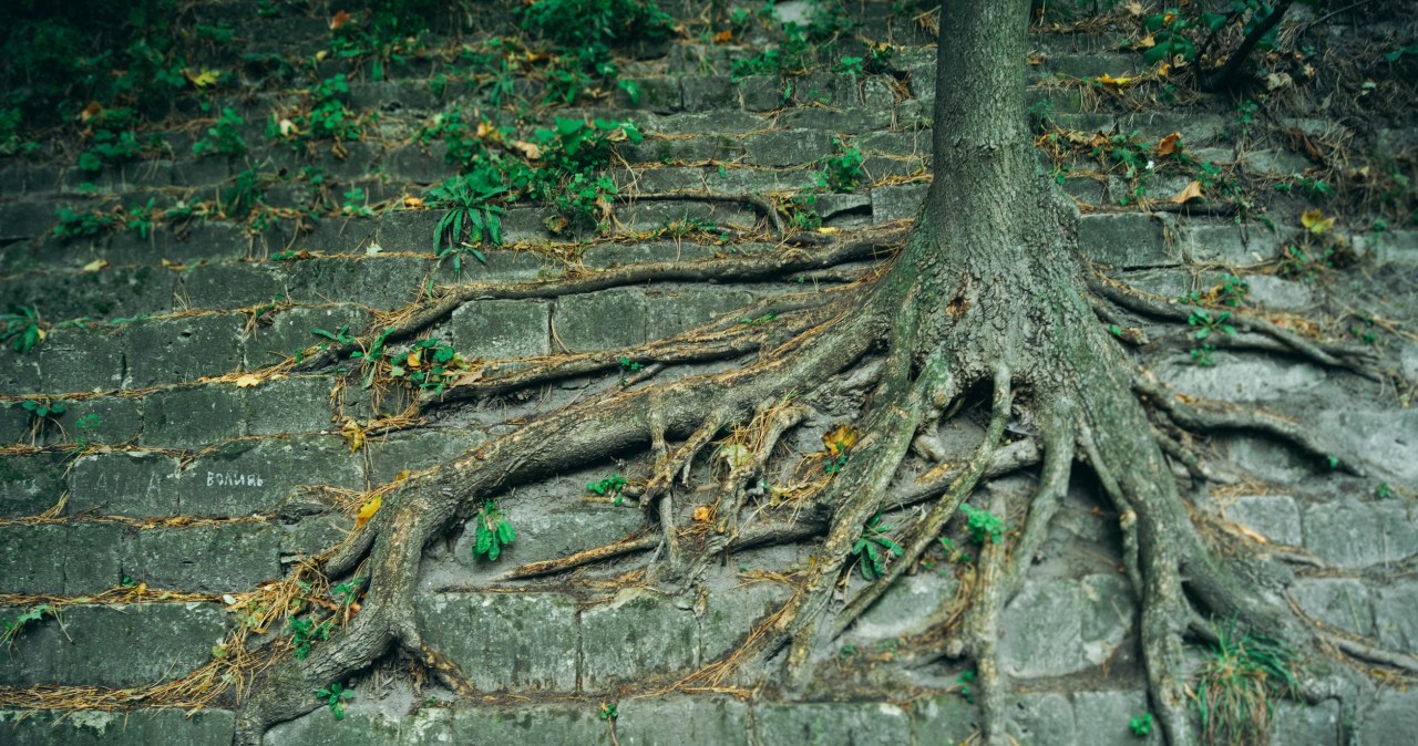 ​Tych roślin nie sadź w pobliżu domu. Zniszczenia gwarantowane
