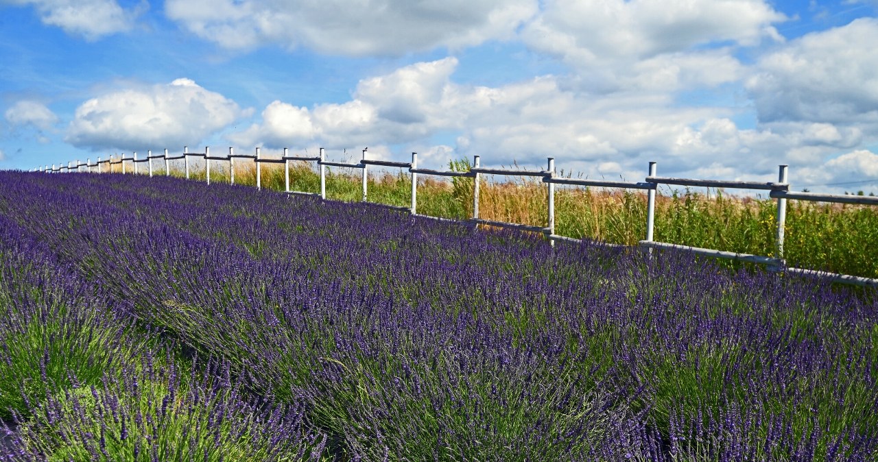 Małopolska Prowansja godzinę drogi od Krakowa. Lawendowe pola zachwycają