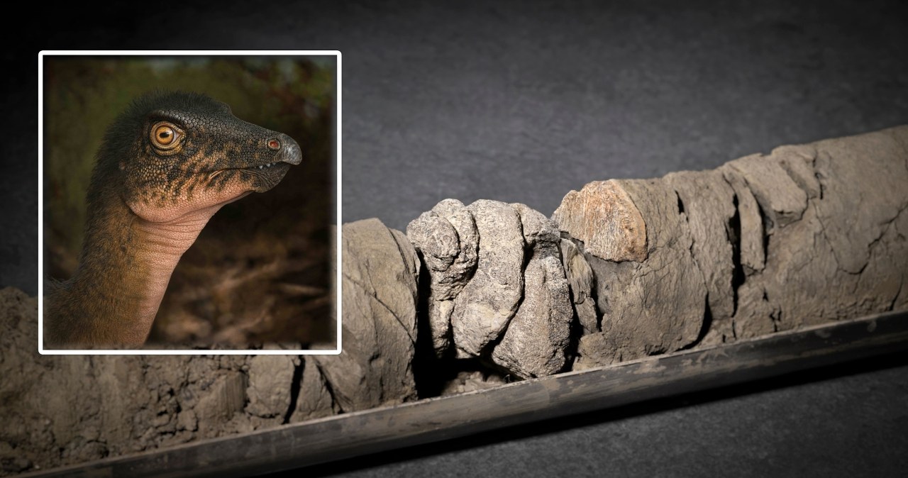 Znaleźli kość dinozaura pod muzeum… dinozaurów