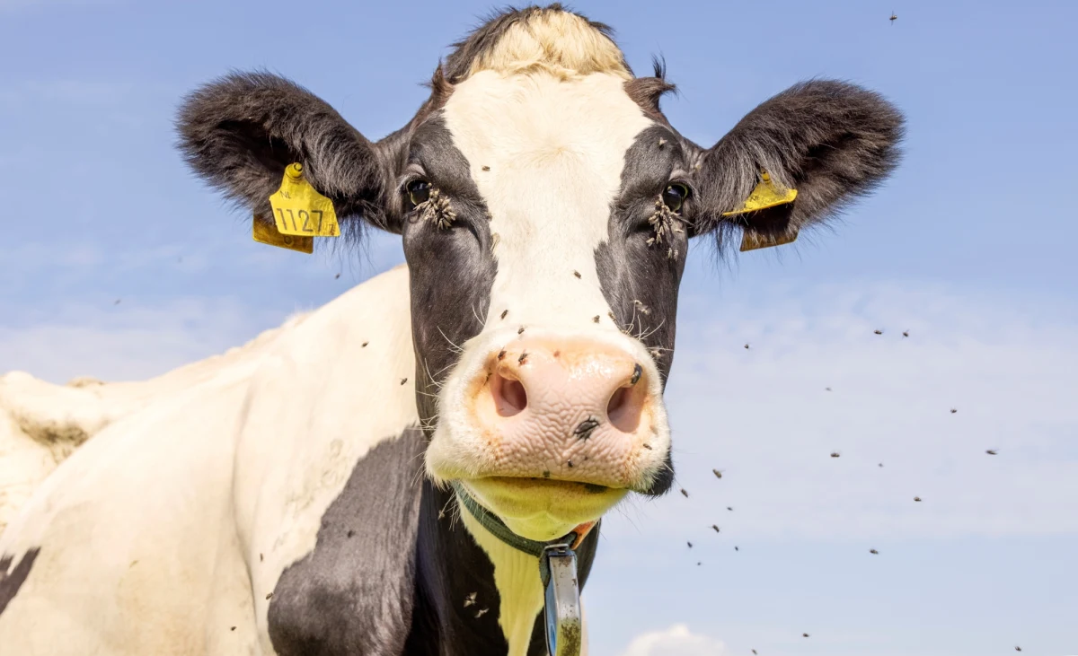 Brzmi jak scenariusz filmu science fiction, ale to rzeczywistość. Stany Zjednoczone planują zrzucanie z samolotów setek milionów wysterylizowanych much, by uratować przemysł hodowlany przed mięsożernym pasożytem. CNN ujawnia, że inwazyjne larwy zagrażają tysiącom zwierząt i mogą doprowadzić do miliardowych strat.