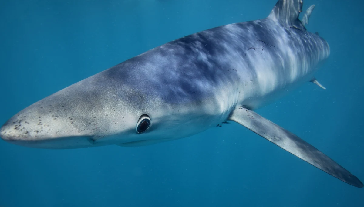 Przy plażach centralnego odcinka zachodniego wybrzeża Portugalii zaobserwowano żarłacza błękitnego - poinformowały władze portu w miejscowości Peniche oraz gminy Caldas da Rainha. W związku z tymczasowym zagrożeniem zamknięto jedną z popularnych plaż.