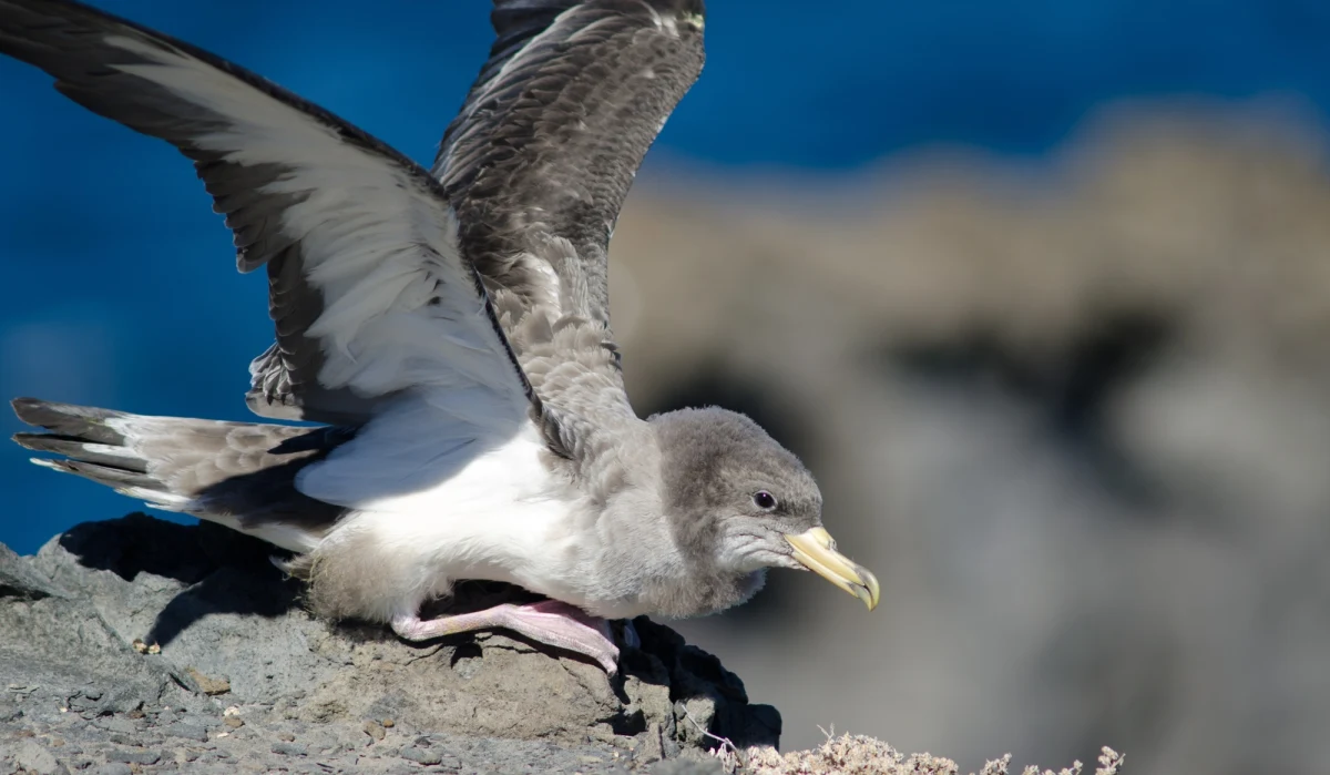 Niecodzienny gość pojawił się nad polskim wybrzeżem. Nad Bałtykiem zauważono ptaka, który normalnie nie występuje w naszym kraju. Eksperci przypuszczają, że to któryś z oceanicznych burzyków, ale wciąż nie wiadomo, który dokładnie gatunek przefrunął nad Krynicą Morską i Mikoszewem.