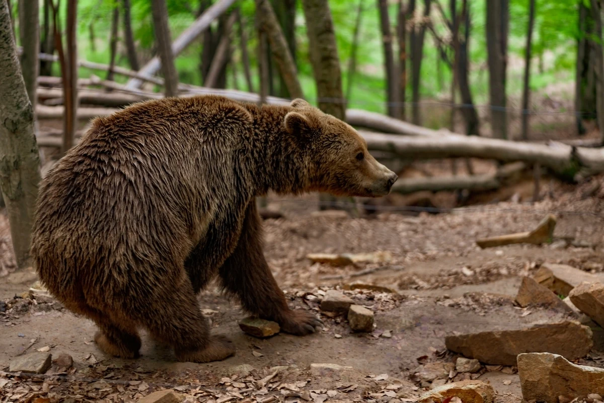 W poniedziałek Generalna Dyrekcja Ochrony Środowiska wydała zgodę na odstrzelenie maksymalnie trzech niedźwiedzi w gminie Cisna na Podkarpaciu. Wiceminister klimatu i środowiska Mikołaj Dorożała zaproponował jednak inne rozwiązanie problemu, z którym zmagają się tamtejsi mieszkańcy. "Niedźwiedzie z Bieszczad mogą znaleźć nowy dom w Tatrzańskim Parku Narodowym. Aby to zrobić, potrzebujemy pilnie wniosku wójta gminy Cisna o formalne wycofanie złożonych wcześnej przez gminę dokumentów zezwalających na odstrzał" - napisał w mediach społecznościowych. 