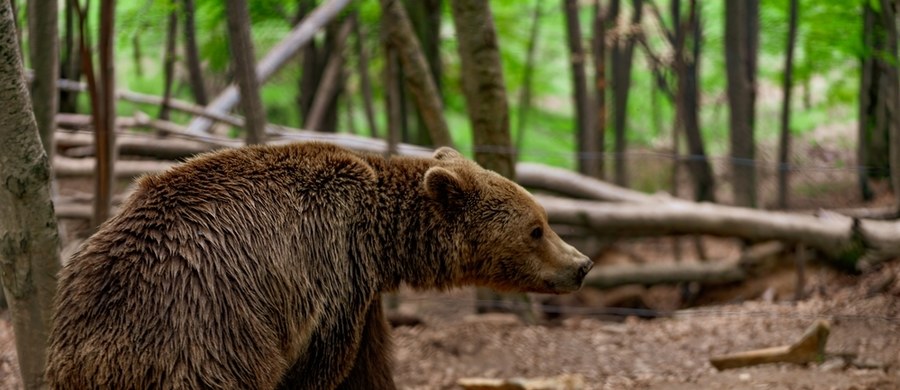 W poniedziałek Generalna Dyrekcja Ochrony Środowiska wydała zgodę na odstrzelenie maksymalnie trzech niedźwiedzi w gminie Cisna na Podkarpaciu. Wiceminister klimatu i środowiska Mikołaj Dorożała zaproponował jednak inne rozwiązanie problemu, z którym zmagają się tamtejsi mieszkańcy. "Niedźwiedzie z Bieszczad mogą znaleźć nowy dom w Tatrzańskim Parku Narodowym. Aby to zrobić, potrzebujemy pilnie wniosku wójta gminy Cisna o formalne wycofanie złożonych wcześnej przez gminę dokumentów zezwalających na odstrzał" - napisał w mediach społecznościowych. 
