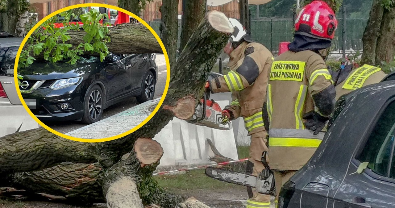 Drzewo spadło na samochód. Kierowca żyje, bo brał bilet z parkomatu