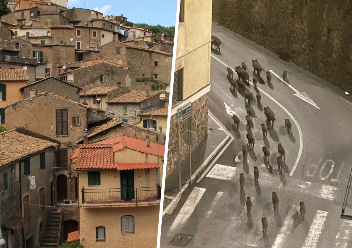 ​Stado około czterdziestu dzików przechadzających się uliczkami miejscowości Subiaco we włoskim regionie Lacjum. Inwazja zwierząt budzi niepokój, dlatego zaniepokojone władze miasteczka apelują o pomoc.