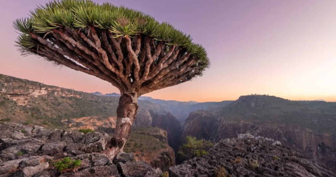 Sokotra. Obcy świat na Ziemi do którego lepiej nie jechać