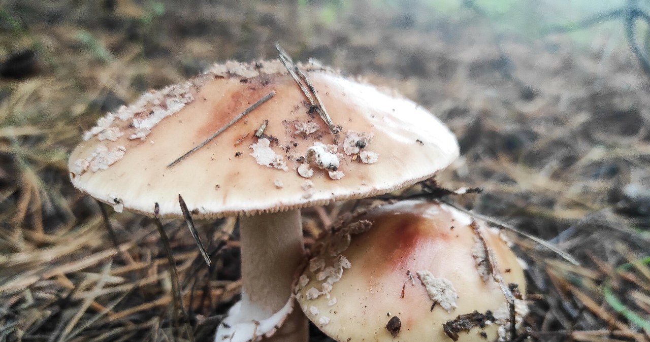 Tego grzyba omijaj z daleka. Mało kto go zna, a jest bardzo niebezpieczny