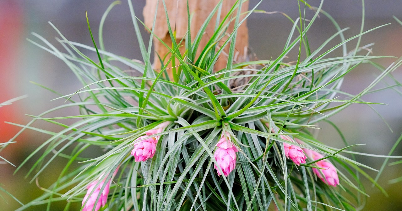 Ta roślina nie potrzebuje podlewania ani cięcia. Może rosnąć bez doniczki