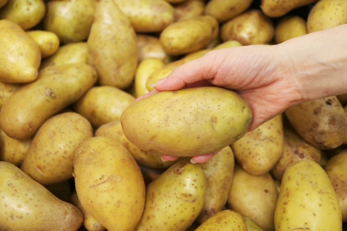 "Ceny wczesnych ziemniaków oscylują na ekstremalnie niskim poziomie – 10 euro za 100 kilogramów" - podał portal warzywa.pl, powołując się na Nieuwe Oogst, czyli holenderski portal organizacji rolniczych i ogrodniczych. Niskie ceny to dobra informacja dla konsumentów, gorsza dla producentów.