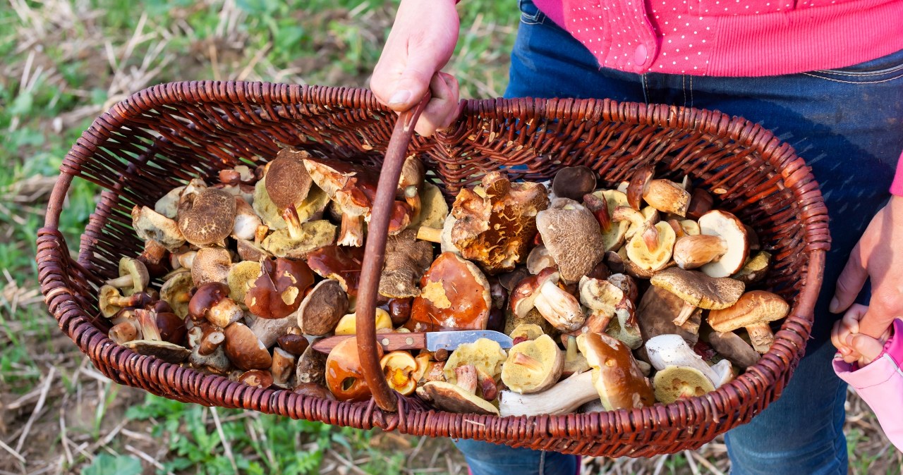 Skarbnica zdrowia czy "sama woda"? Jak grzyby wpływają na organizm?
