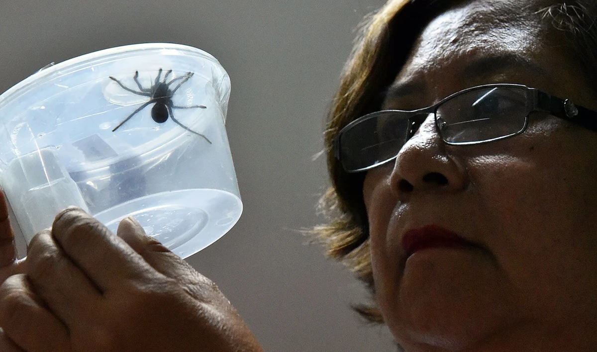 Lotniskowa służba celna na całym świecie nie raz i nie dwa zatrzymywała nielegalne i wielce dziwaczne towary. Niedawno urzędnicy z niemieckiego aeroportu Kolonia/Bonn wzięli pod lupę pudełko z ciastem. Okazało się, że zamiast wypieku w środku jest 1500 tarantul.