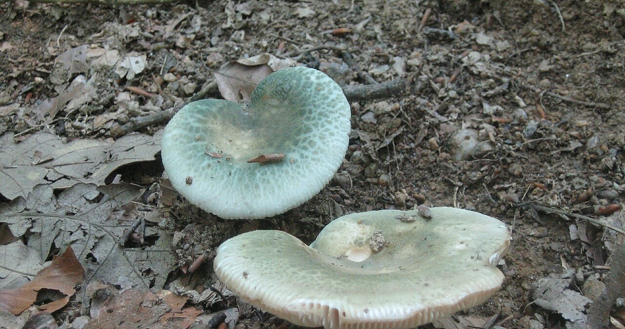 Po deszczu te grzyby obrodziły wyjątkowo. Łatwo pomylić je z trujakami