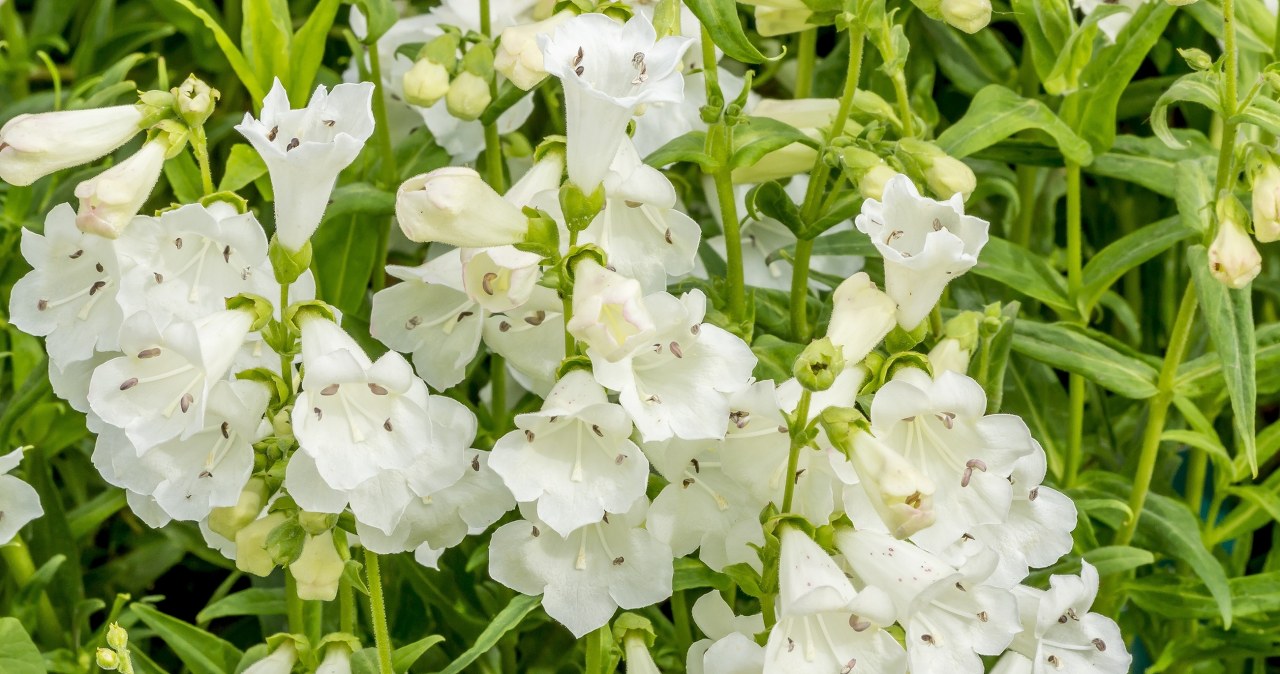 Ma piękne małe kwiaty i bezbłędnie odstrasza ślimaki. Do tego prawie nie potrzebuje wody