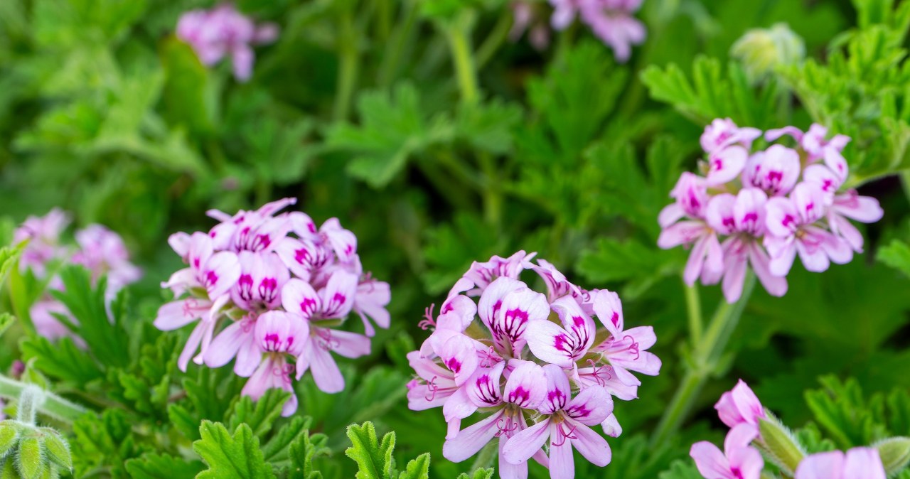 Odstrasza komary lepiej niż lawenda i komarzyca. Posadź w ogrodzie, na balkonie lub parapecie