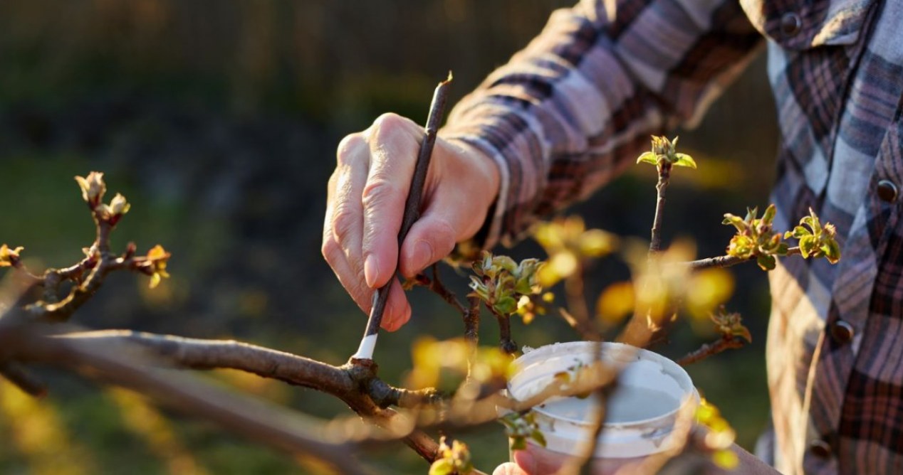 Wiatr połamał rośliny w ogrodzie? Posmaruj je tym, by naprawić szkody