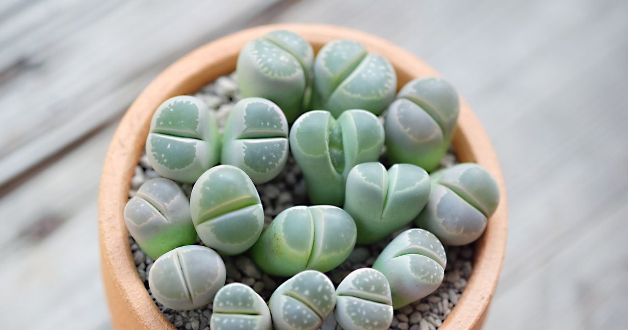 To idealna roślina dla zapominalskich. Bardziej wytrzymała niż kaktus