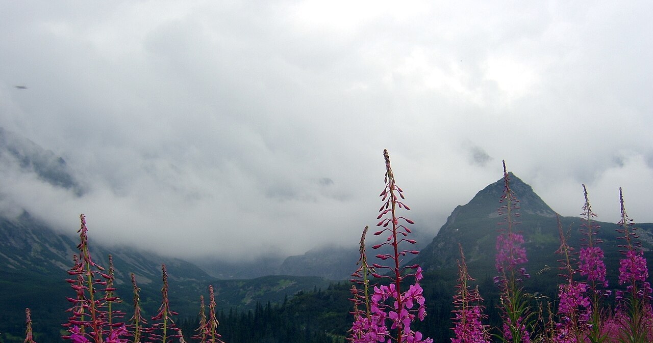 Hala Gąsienicowa zabarwiła się na różowo. Spektakl kolorów trwa 2 tygodnie