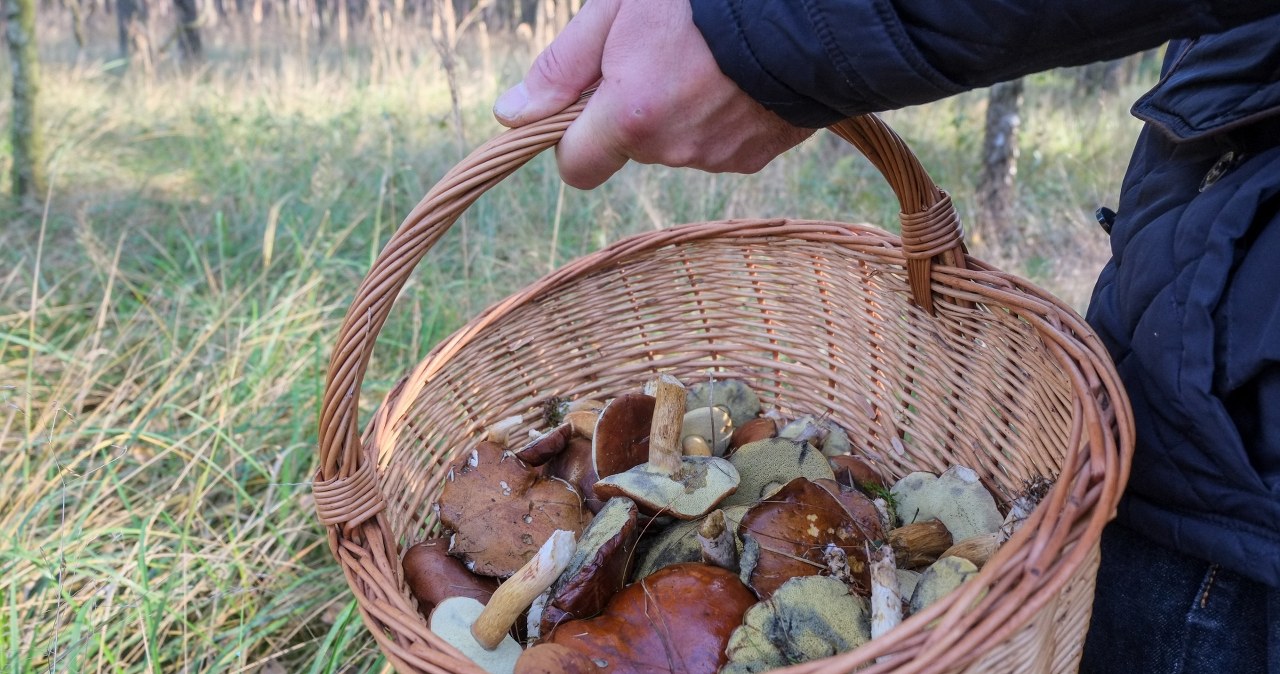 Złoto lasu w okolicy Trójmiasta. Takiego wysypu grzybów dawno nie było