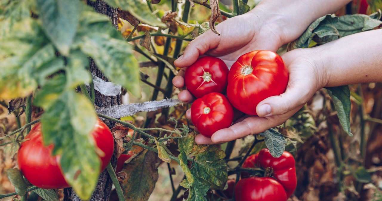 Twoje pomidory kwitną jak szalone, ale owoców brak? Sprawdź, co robisz źle