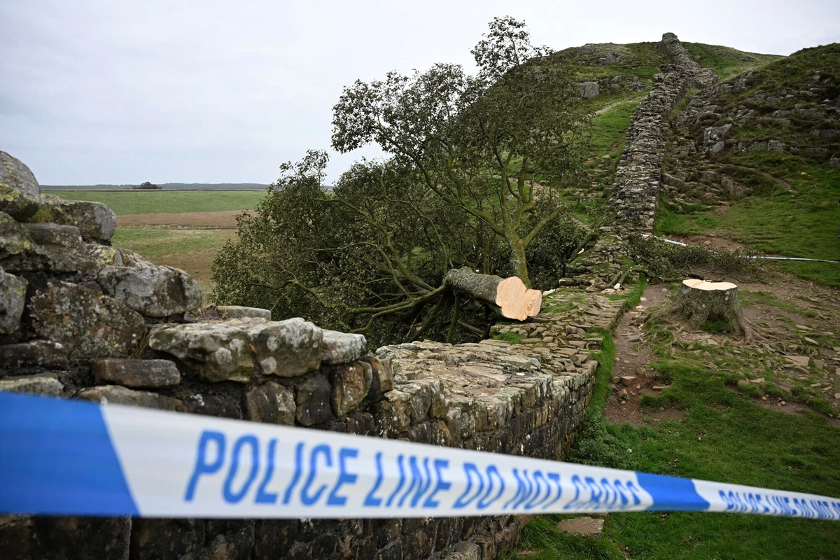 Dwaj mężczyźni, którzy ścięli 100-letni klon z przełęczy Sycamore Gap i uszkodzili mur Hadriana, usłyszeli wyrok czterech lat i trzech miesięcy więzienia. Drzewo było jednym z najbardziej rozpoznawalnych symboli północno-wschodniej Anglii i pojawiło się w filmie "Robin Hood: Książę złodziei".