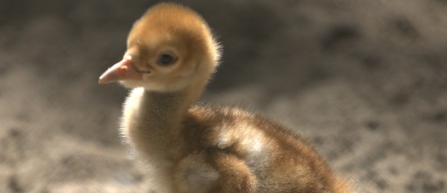 W Nowym Zoo w Poznaniu przyszedł na świat żuraw białoszyi - rzadki i zagrożony gatunek. To pierwszy taki maluch od lat.