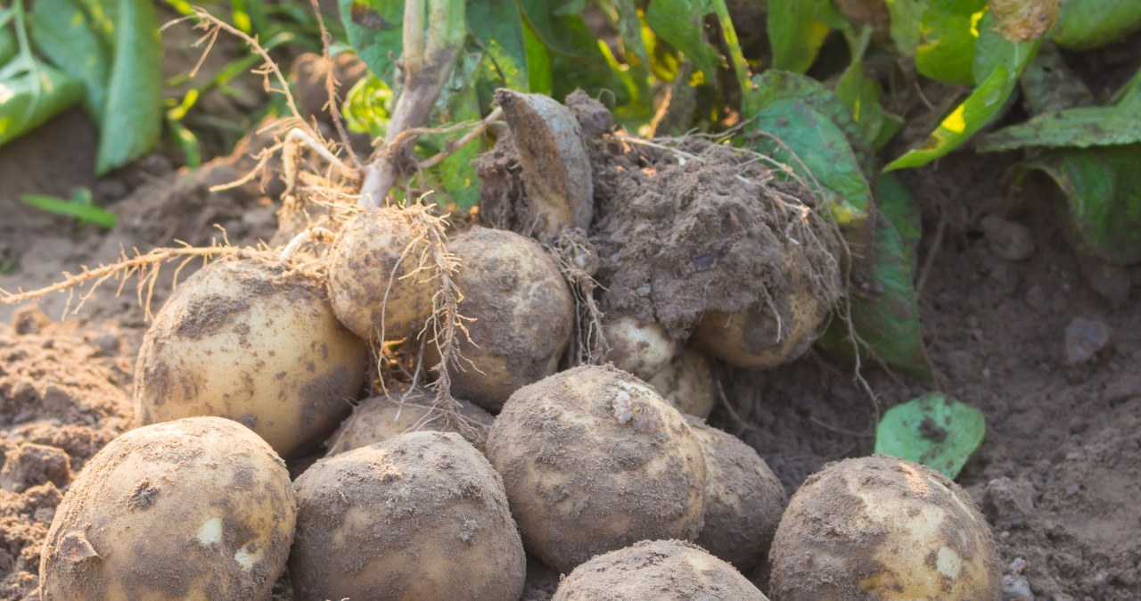 Zrób to z ziemniakami, a będziesz mieć 2 razy więcej plonów. Ten patent zdradziła mi babcia