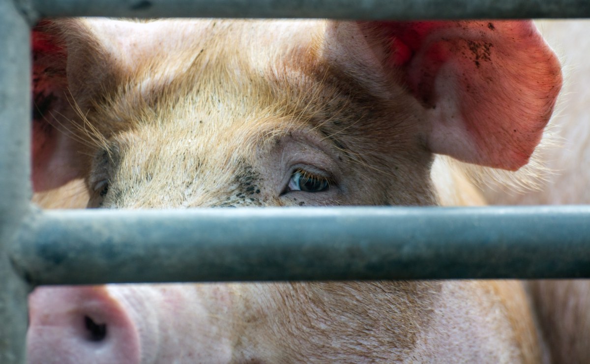 Tragedia w gospodarstwie: 7,5 tys. świń do wybicia