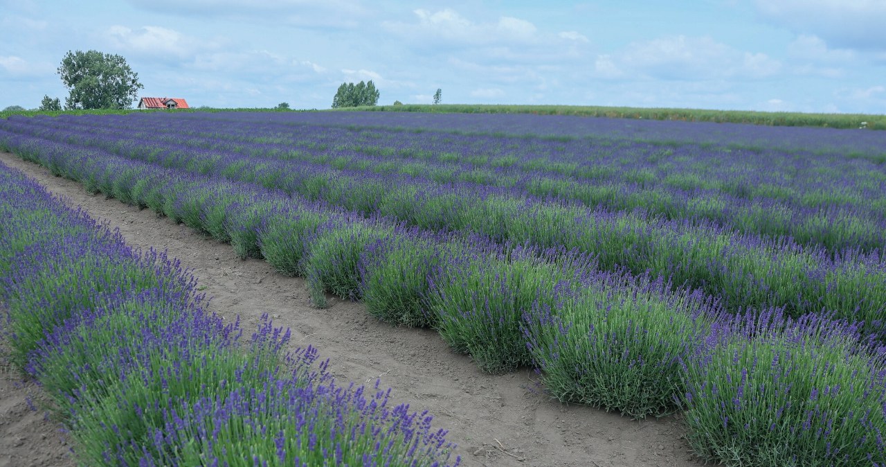 Wygląda jak Prowansja, a leży w Polsce. w okresie przyciąga tłumy turystów