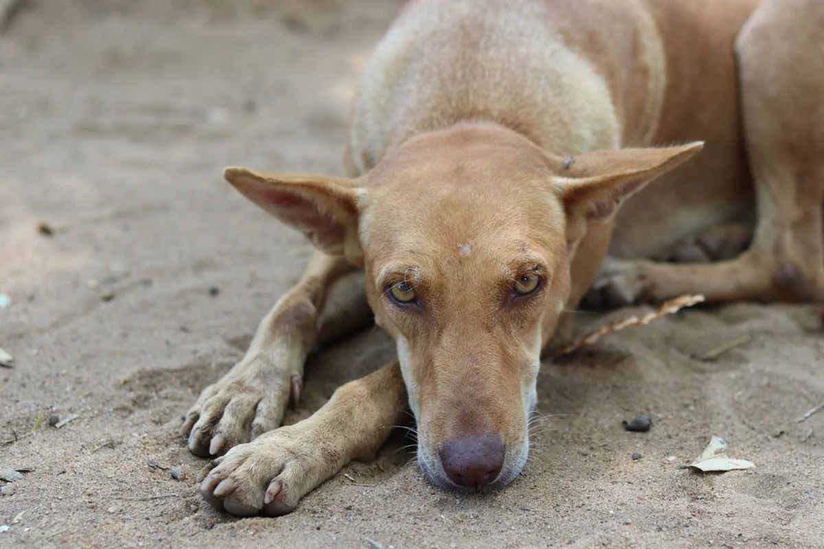 Rzucanie o ziemię i pojenie alkoholem, a nawet przyprawienie o śmierć. W Chmielniku i Nowej Słupi w Świętokrzyskiem doszło w lipcu do przypadków znęcania się nad zwierzętami ze szczególnym okrucieństwem. W obu sprawach policjanci zatrzymali łącznie trzech mężczyzn, jeden z nich został tymczasowo aresztowany.