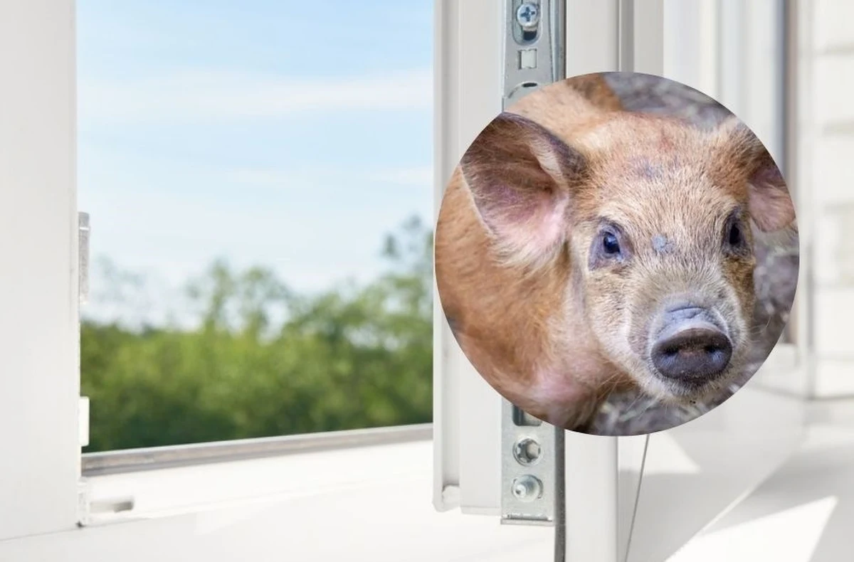 W Nowej Hucie w Krakowie w środę po południu z okna jednego z mieszkań spadła miniaturowa świnka, zwierzę nie przeżyło upadku - podała "Gazeta Krakowska". Sprawą zajęła się policja.